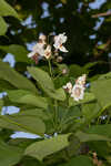 Southern catalpa